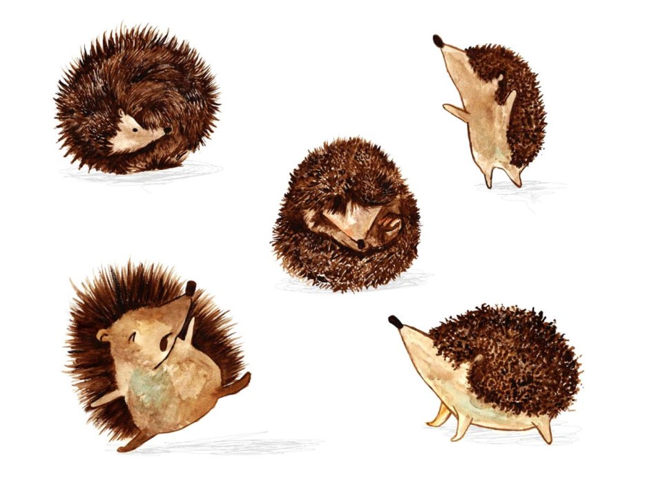 Еж с ежатами