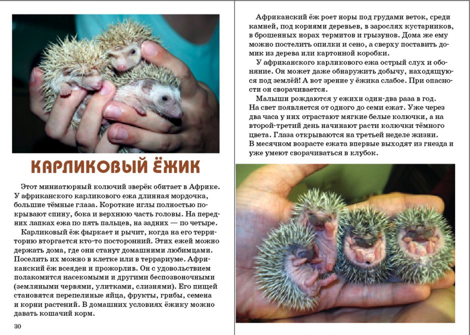 Шутки про ежика в тумане