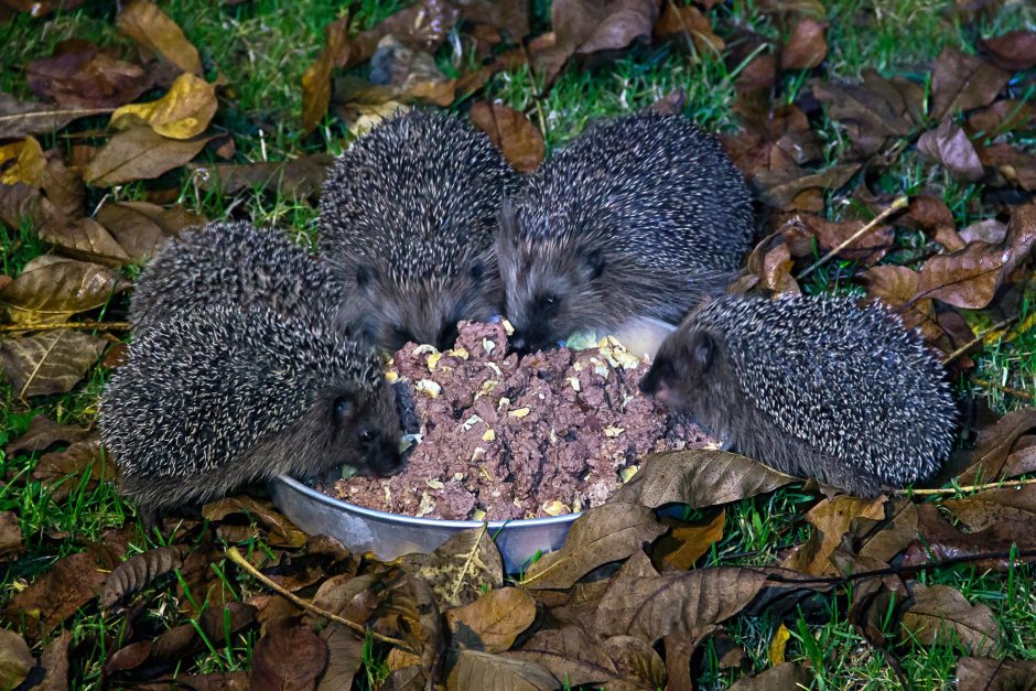 Ежи и ежата