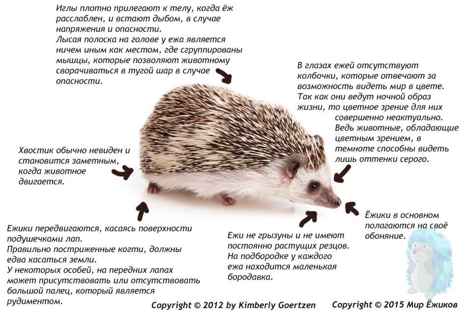 Еж с ежатами зимой