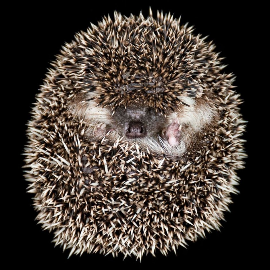 Ежик свернулся