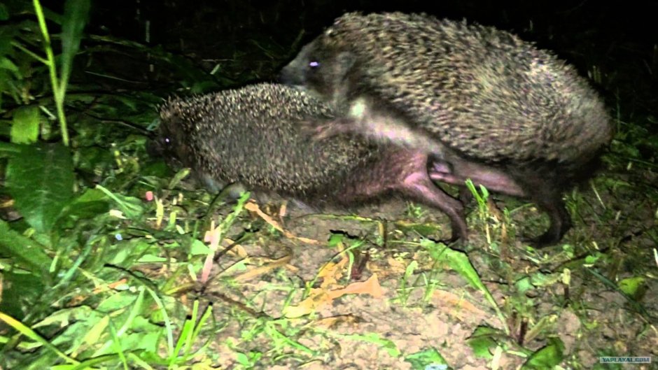 Спаривание ежиков