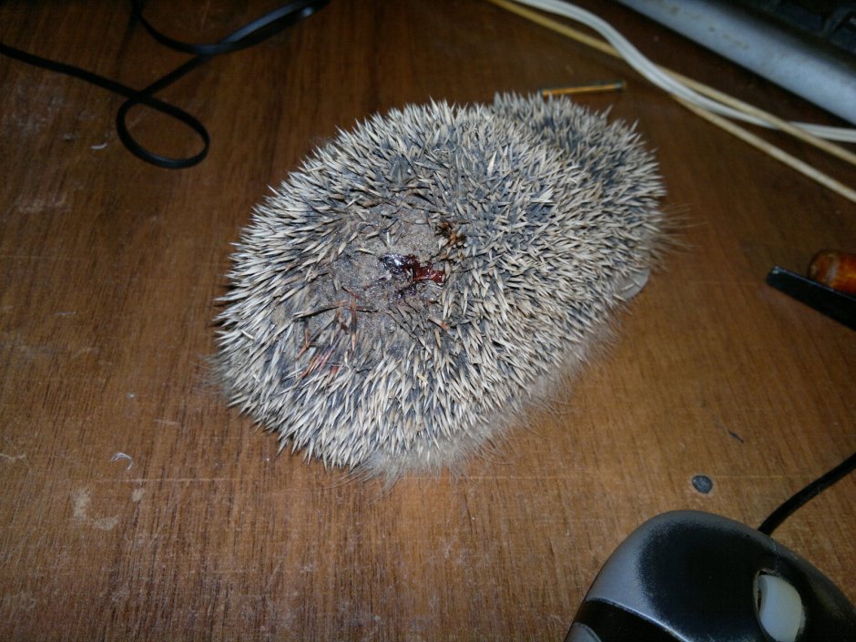 Как занимаются любовью ежики