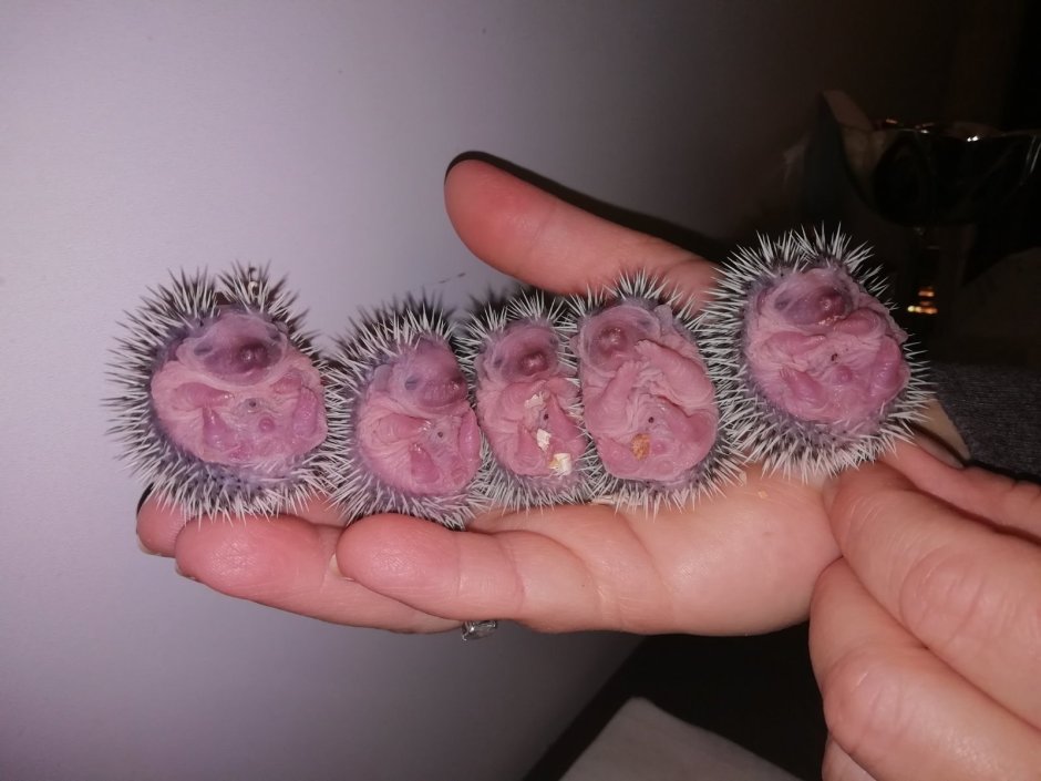 Размер африканского карликового ежа