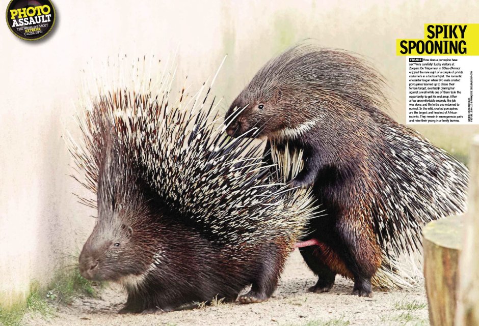 Спаривание ежей