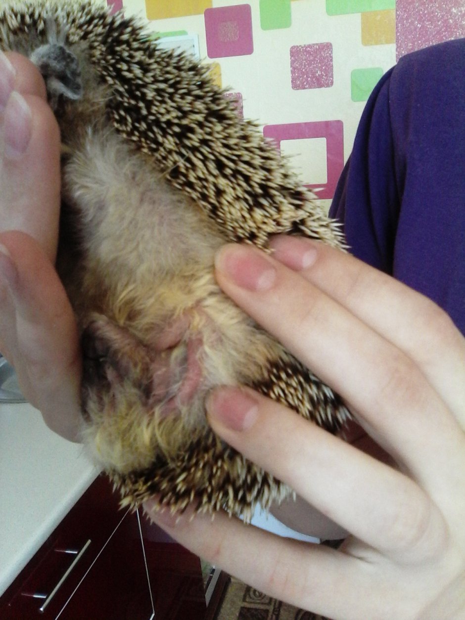 Гнездо ежа в природе