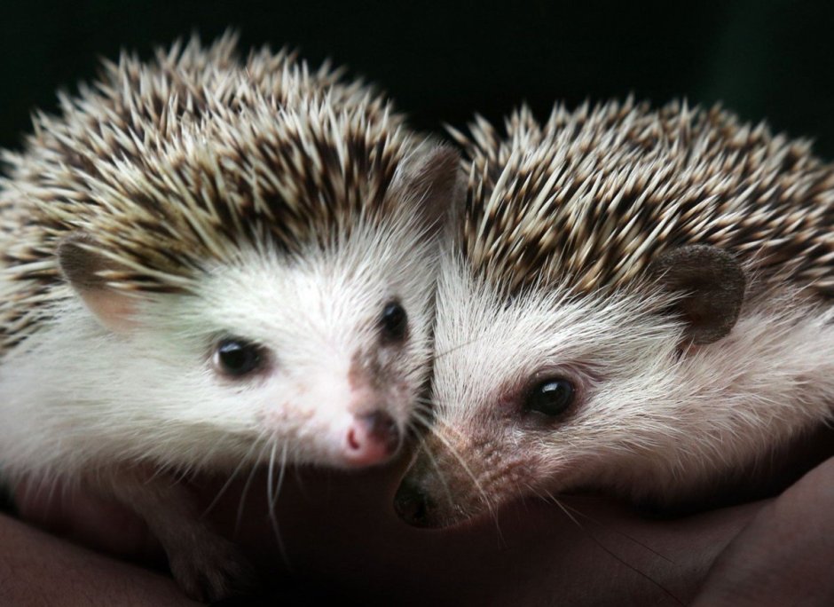 Ежик в тумане