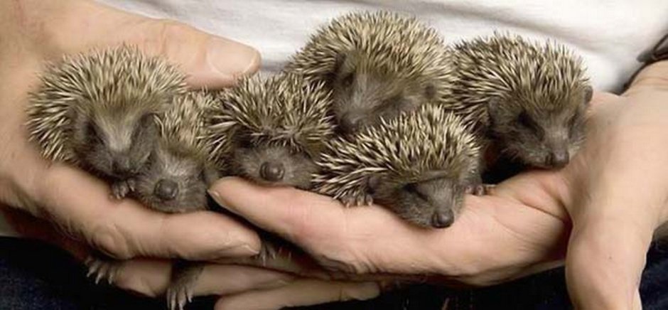 Ежик с ежатами