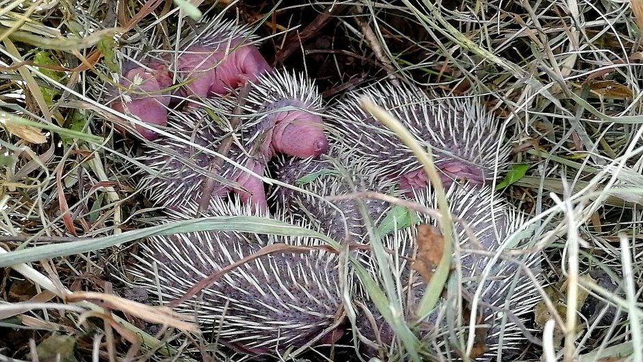 Родившиеся ежата