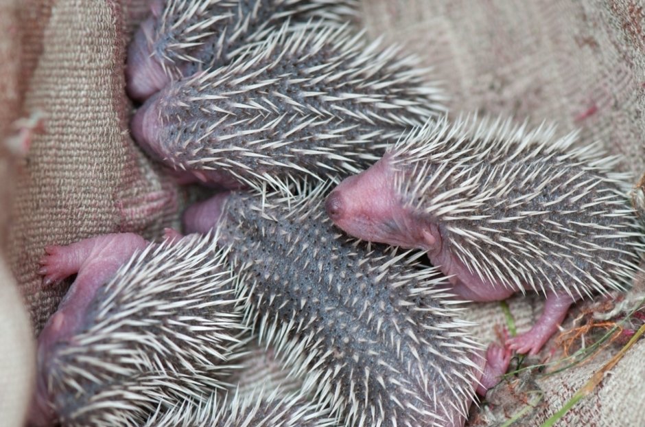 Ежиха родила ежат