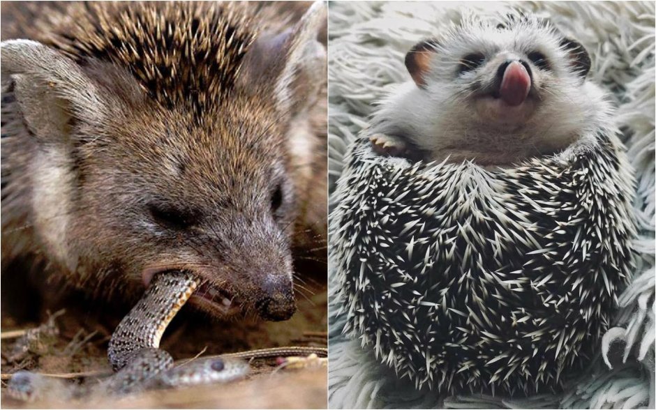 Ежиха с ежатами