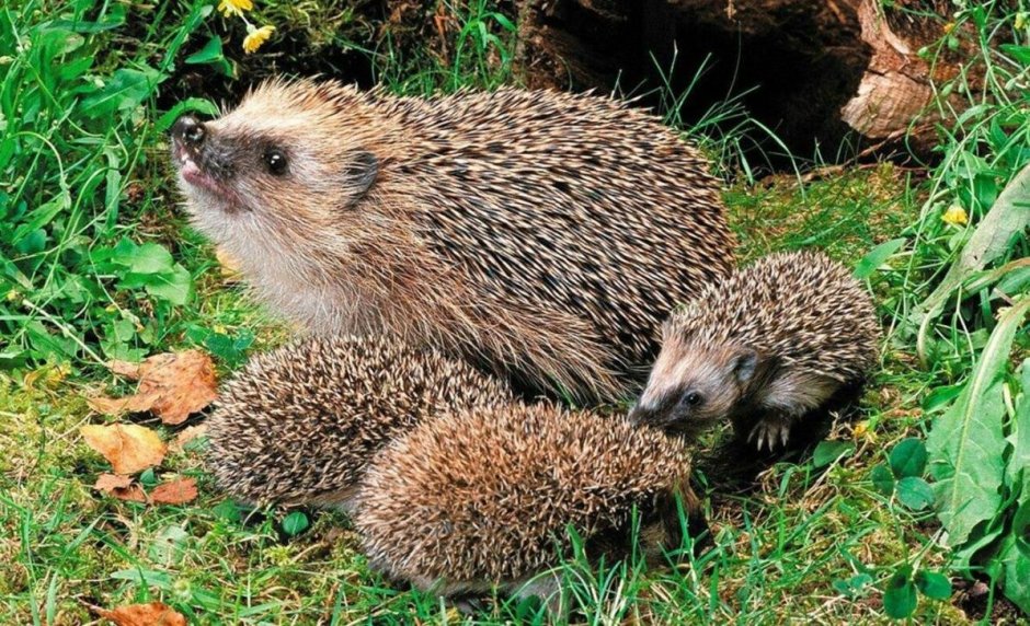 Ёжик ёж и ежиха