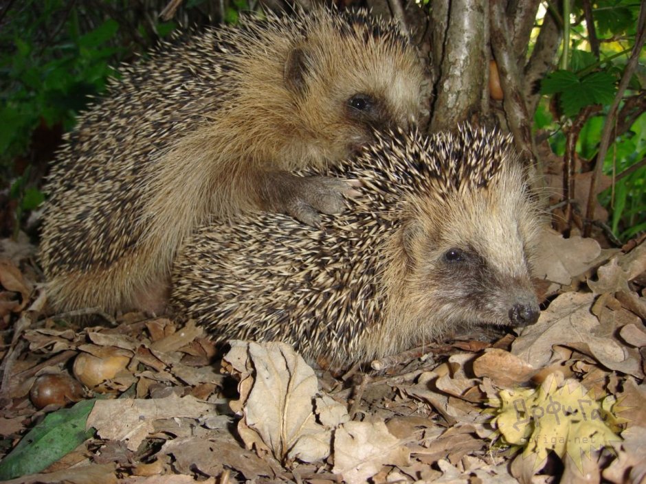 Эфиопский ёж