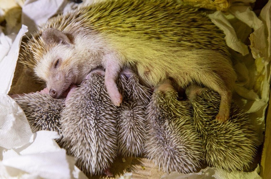 Ехидна в Австралии