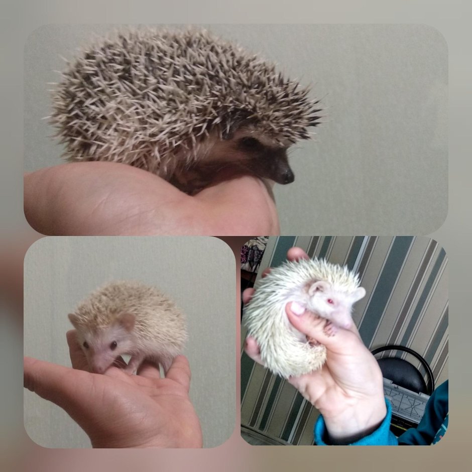 Декоративные ежата ручные