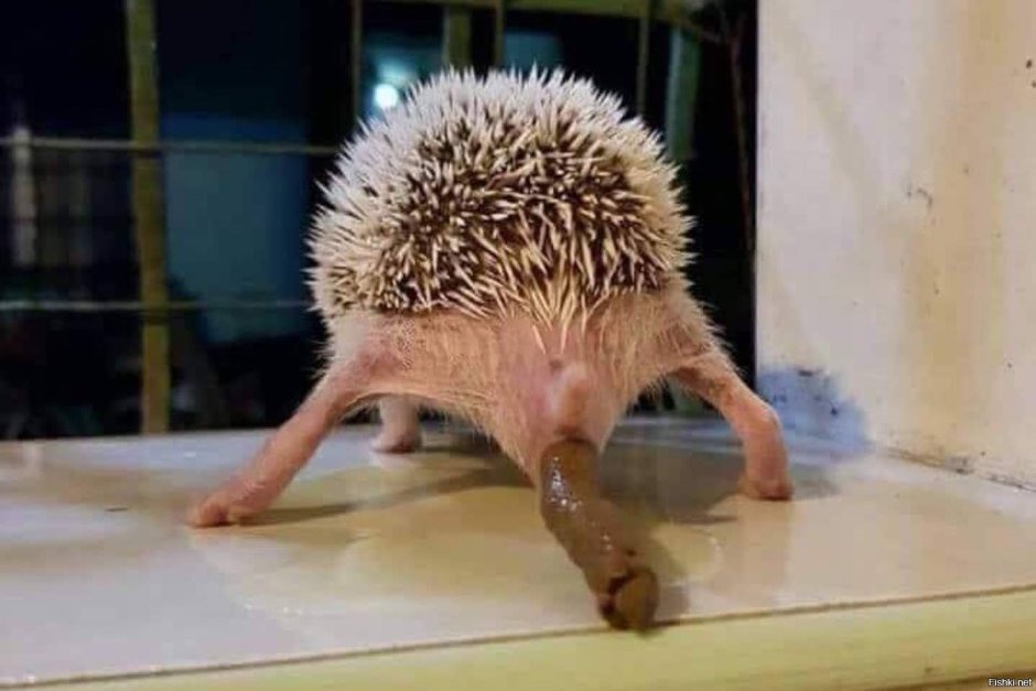 Новорожденные ежики