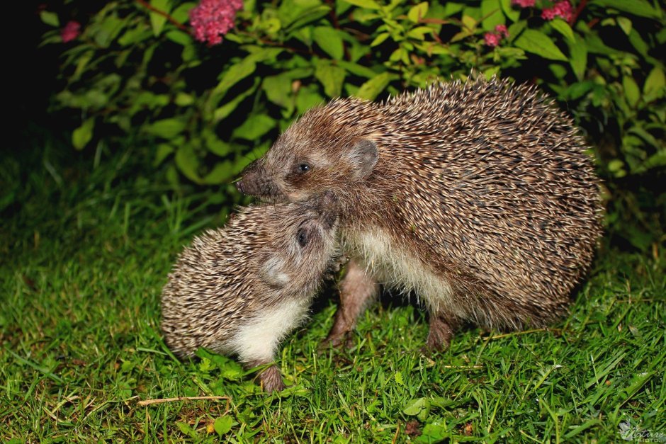 Еж с ежатами