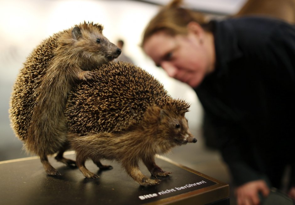 Ёжик свернулся в клубок