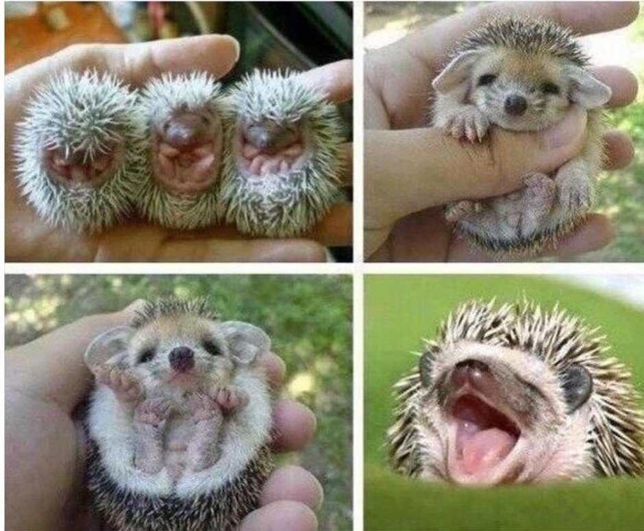 Смешные ежики несколько
