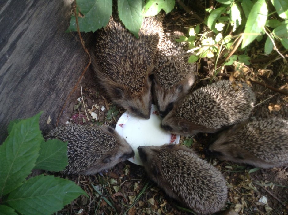 Ёжик в тумане прикол