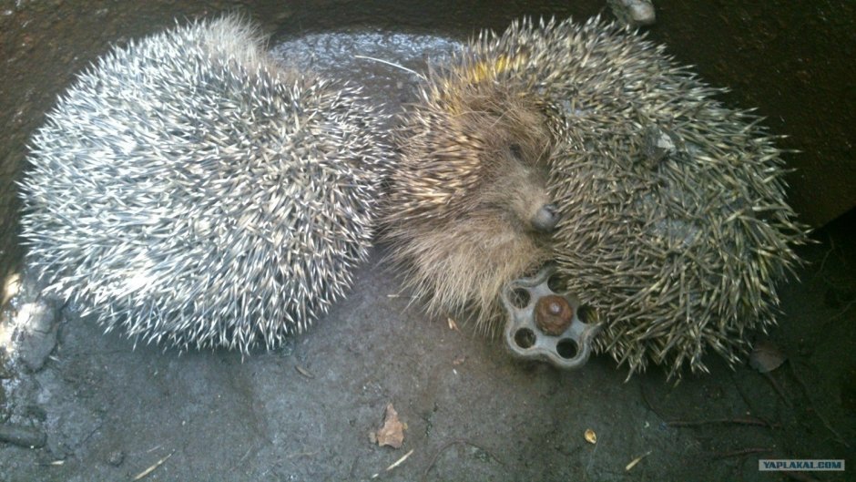 Смешные ехидны