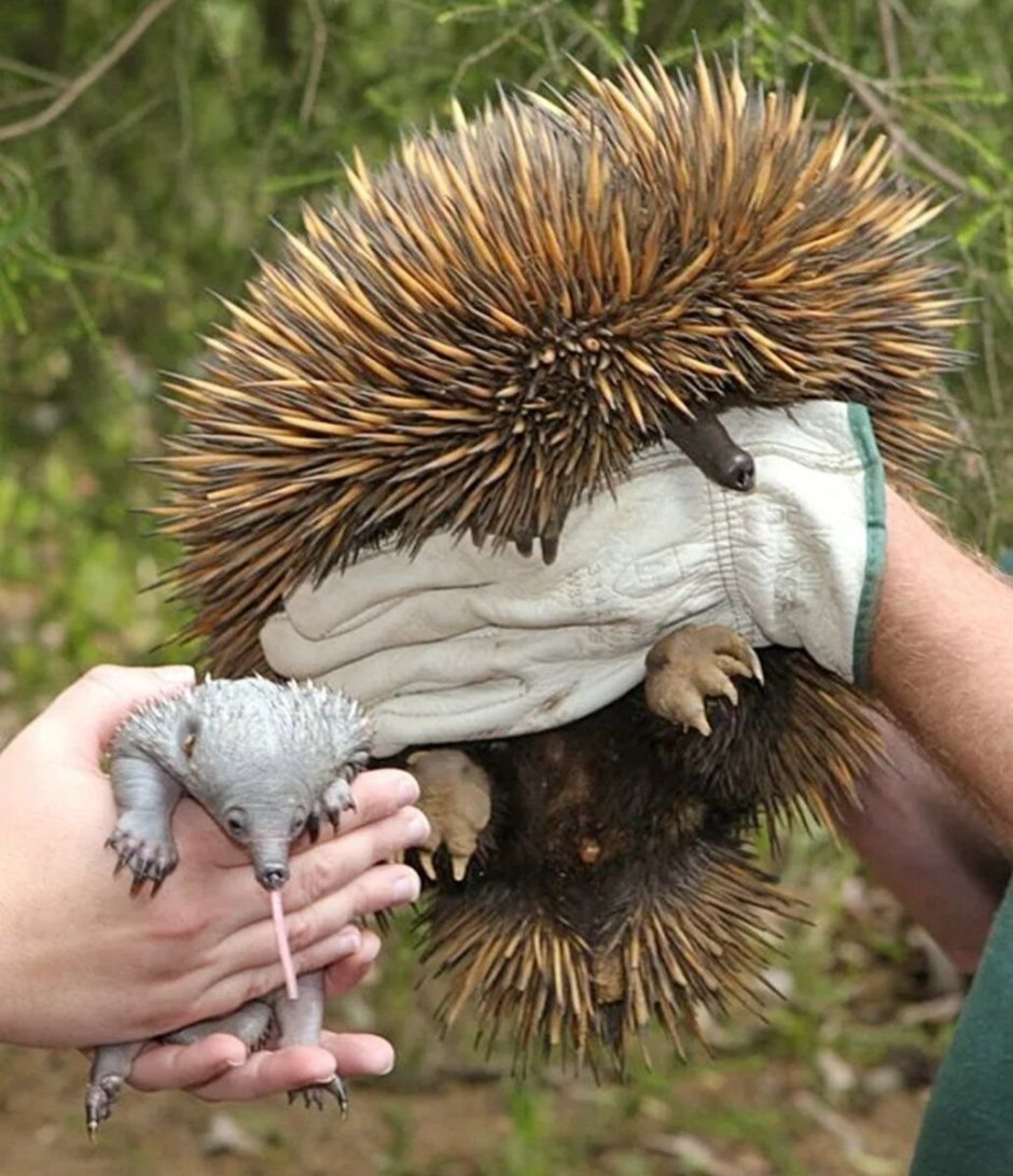 Уральский еж