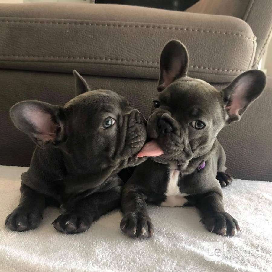 Французский бульдог 30 кг