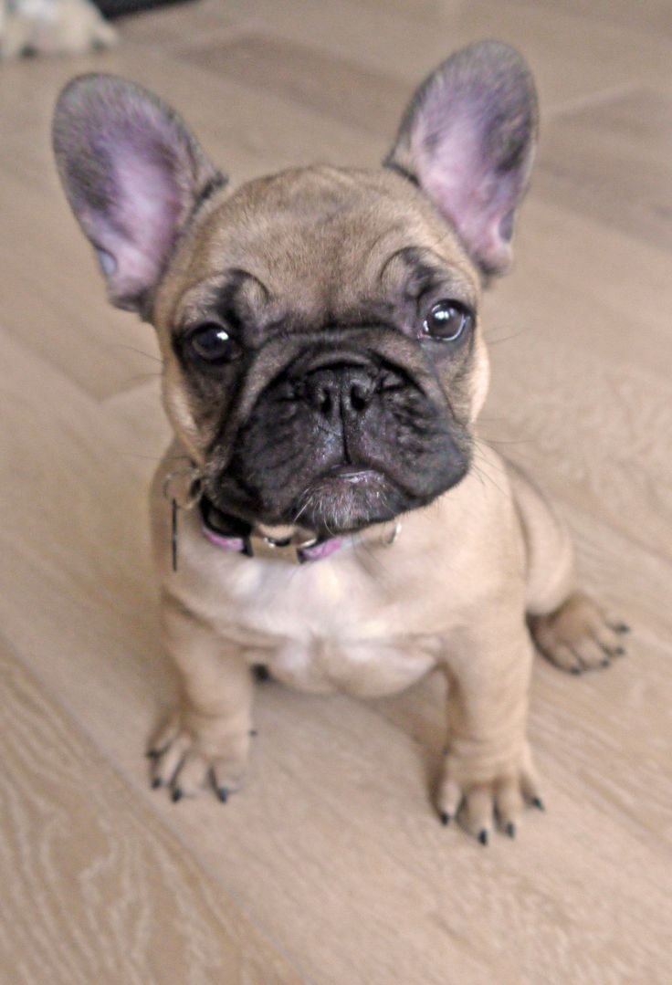 Мини французский бульдог взрослый палевый