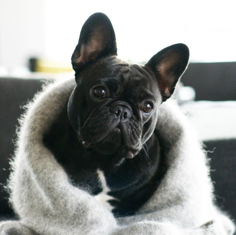 Собака французский бульдог лохматый