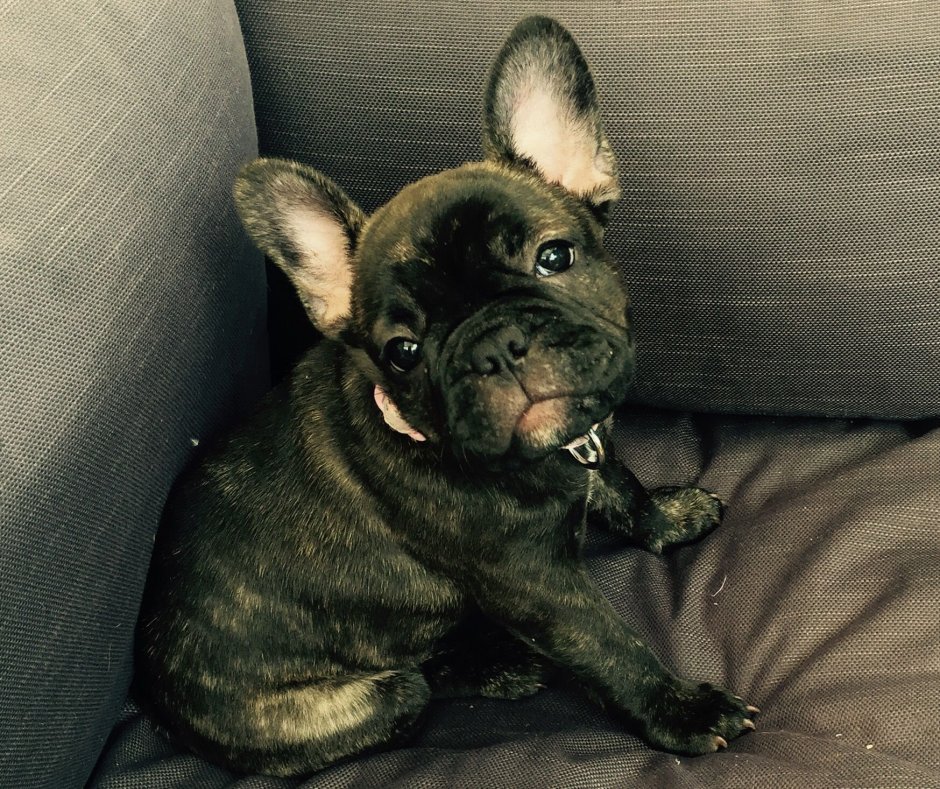 Французский бульдог Дейзи