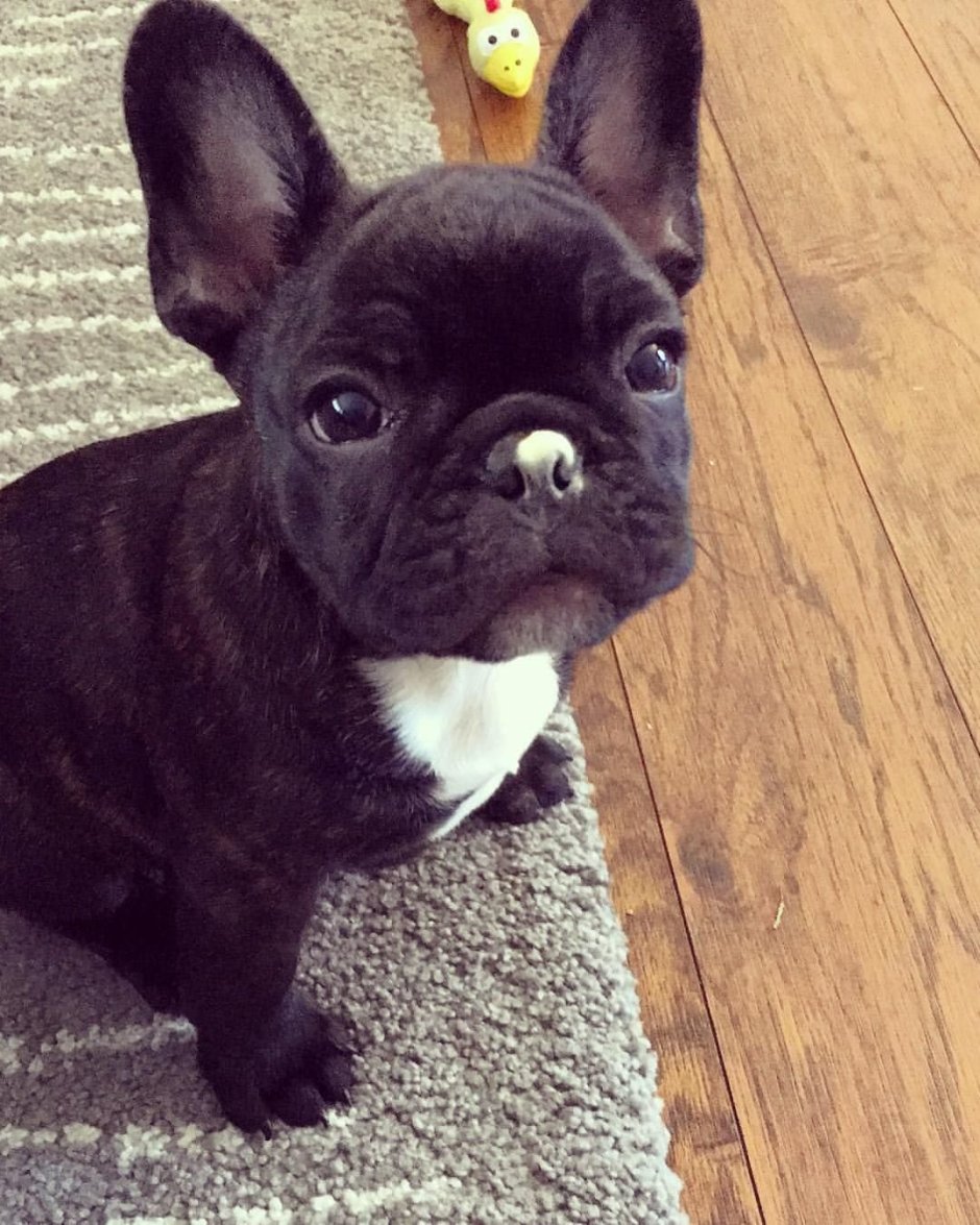 Флаффи собака французский бульдог