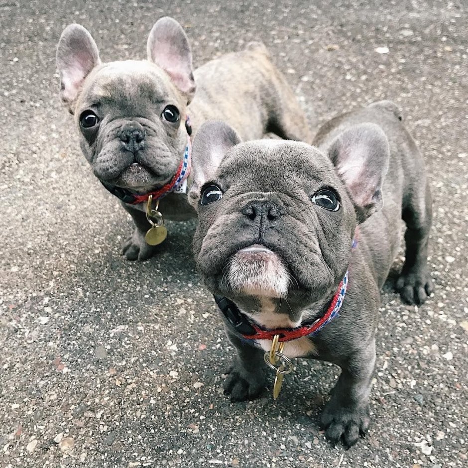 Ушастый бульдог