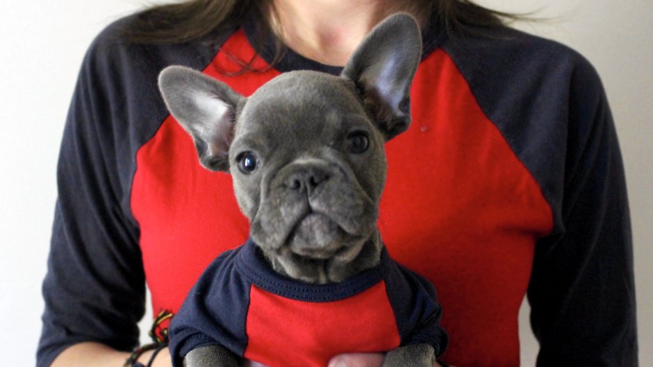 Девушка с бульдогом