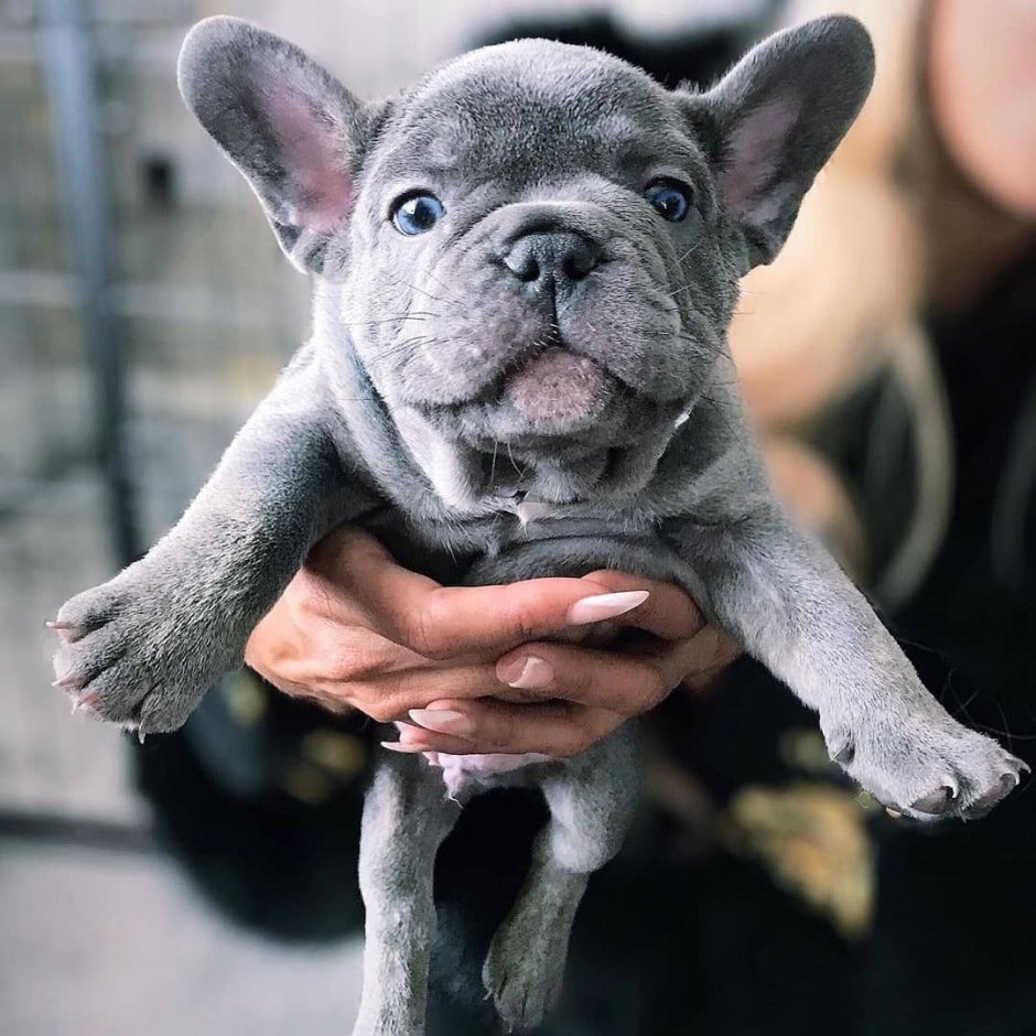 Бойцовский французский бульдог