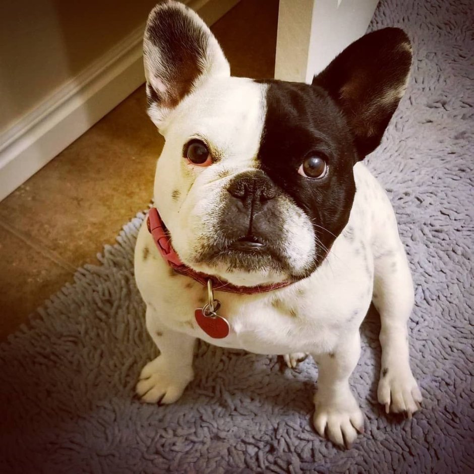 Собака Тайсон французский бульдог