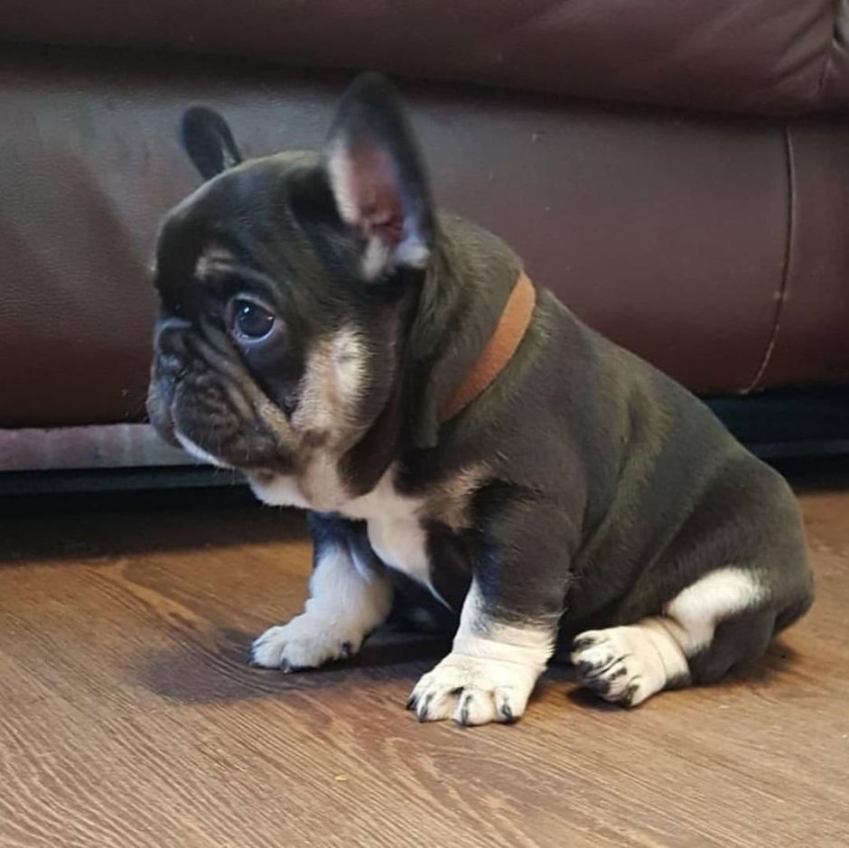 Флаффи французский бульдог