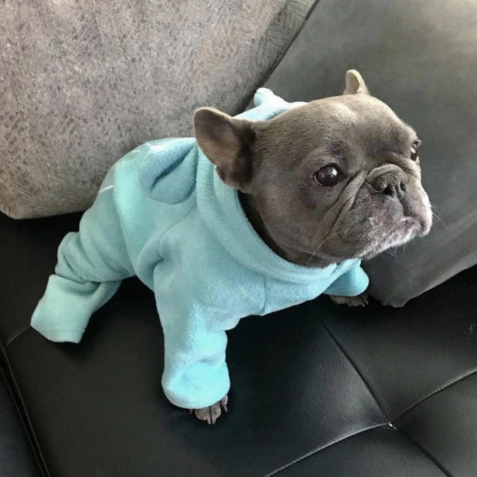 Флаффи собака французский бульдог