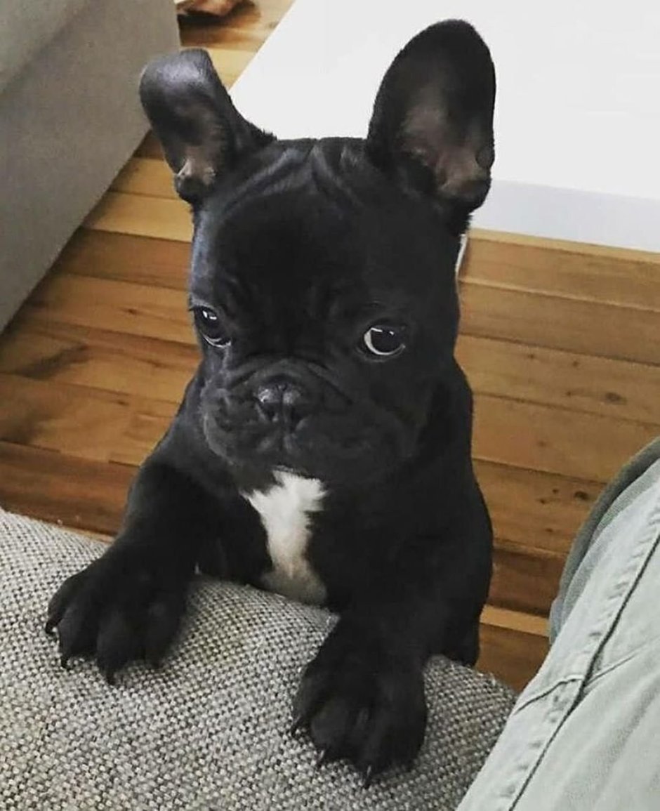 Длинношерстный французский бульдог