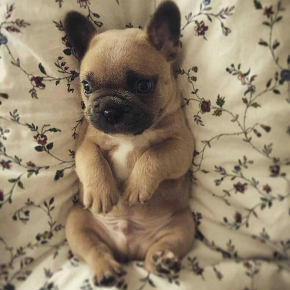 Лохматый французский бульдог