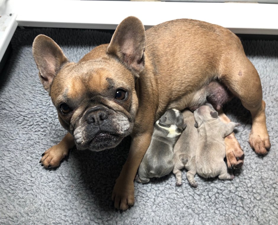 Французский бульдог вялый