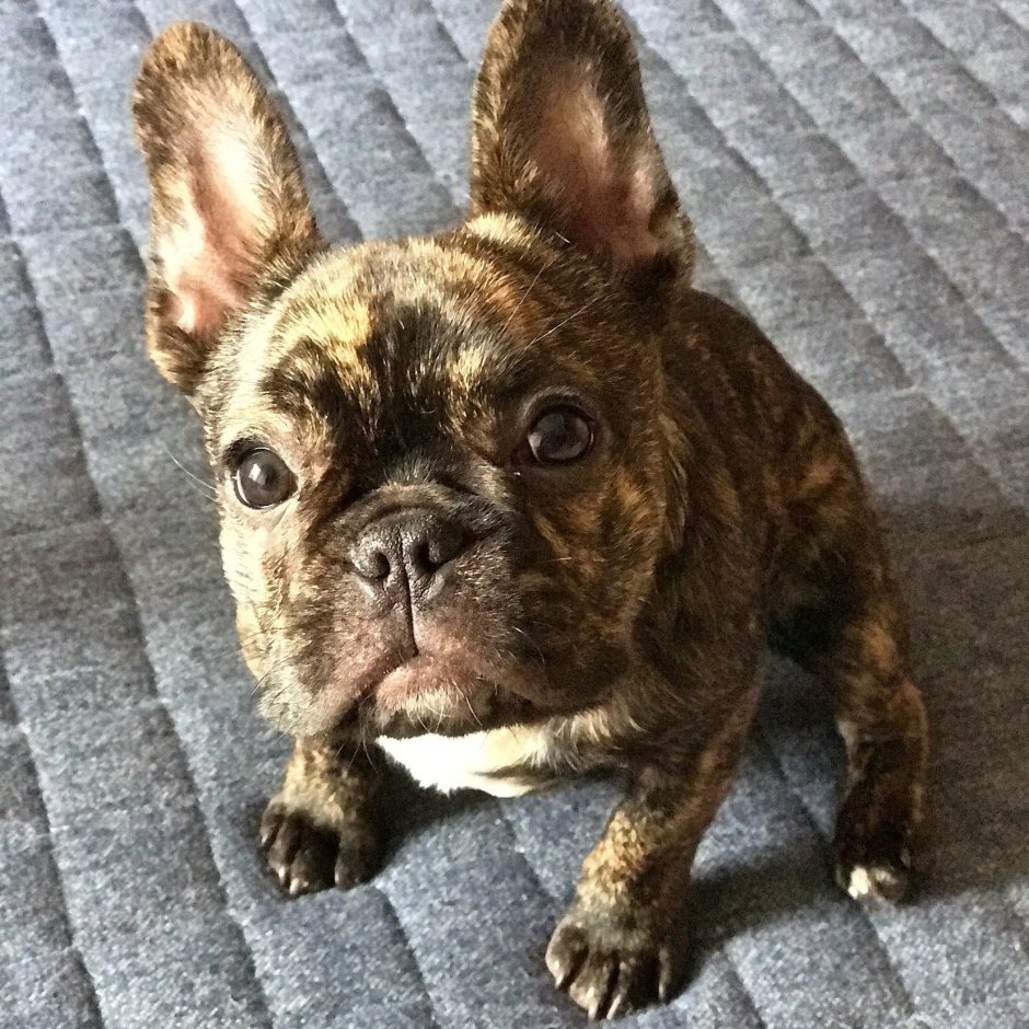 Французский бульдог пятнистый тигровый