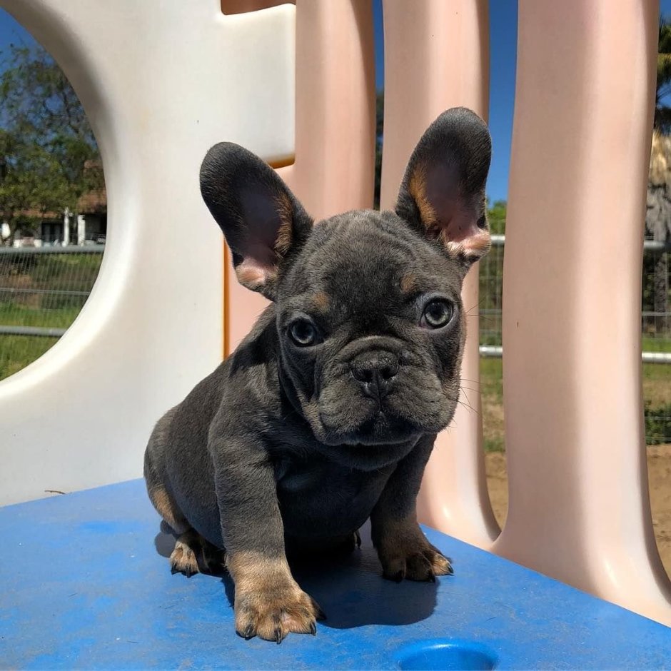 Французский бульдог щенок