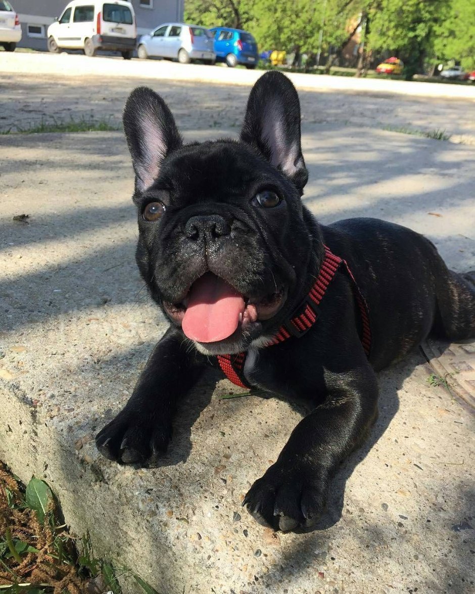 Старотипные французские бульдоги