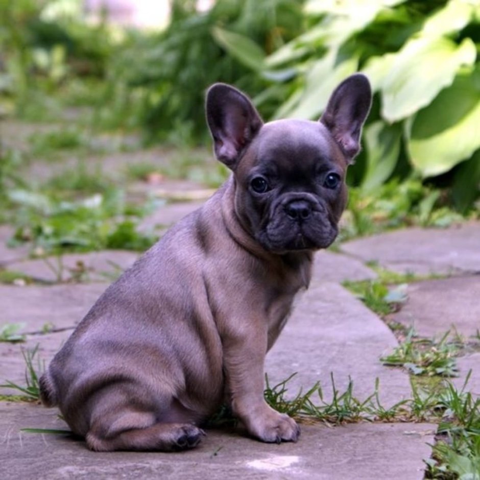 Blue Fawn French Bulldog