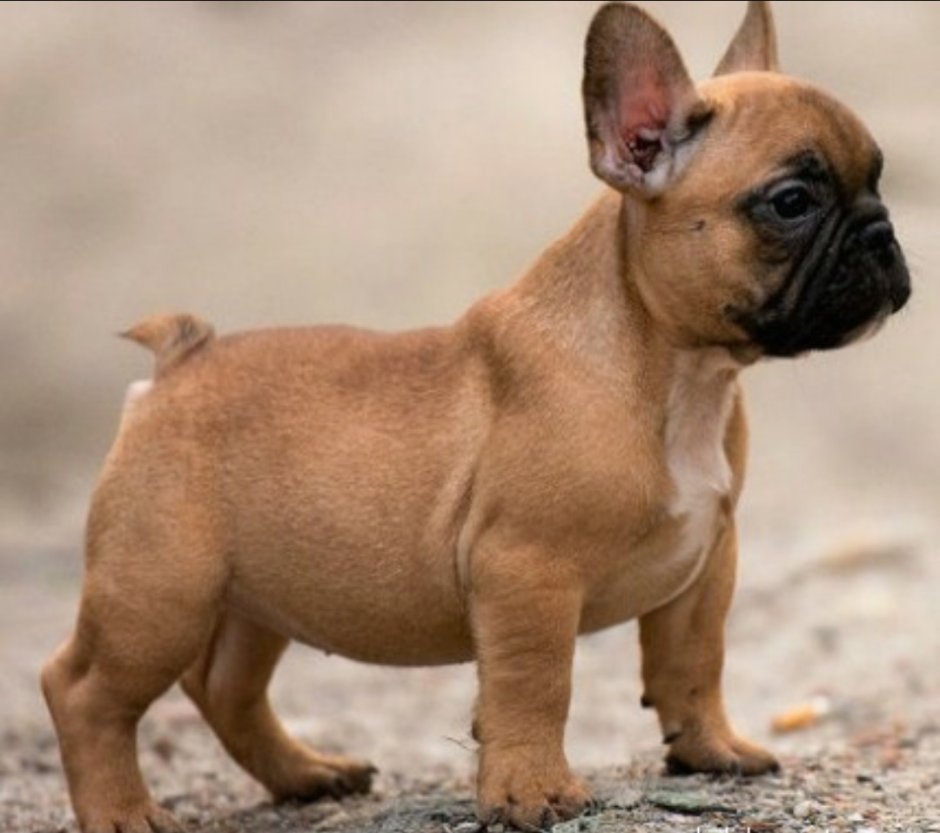 Рыже подпалый бульдог