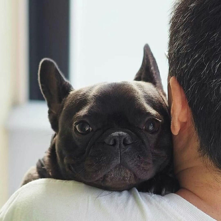 Французский бульдог взрослый с человеком