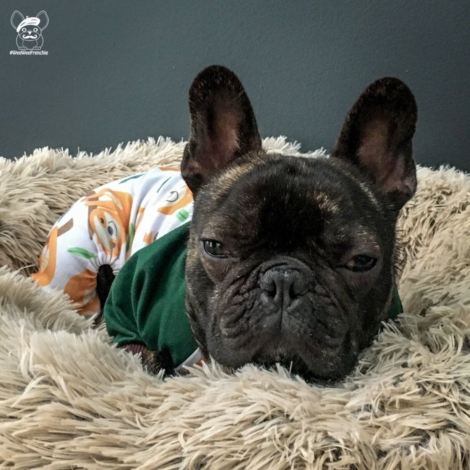 Французский бульдог в капюшоне