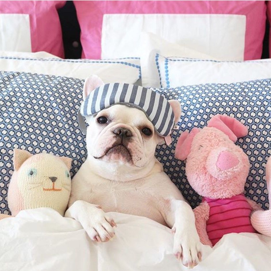 Доброе утро французский бульдог