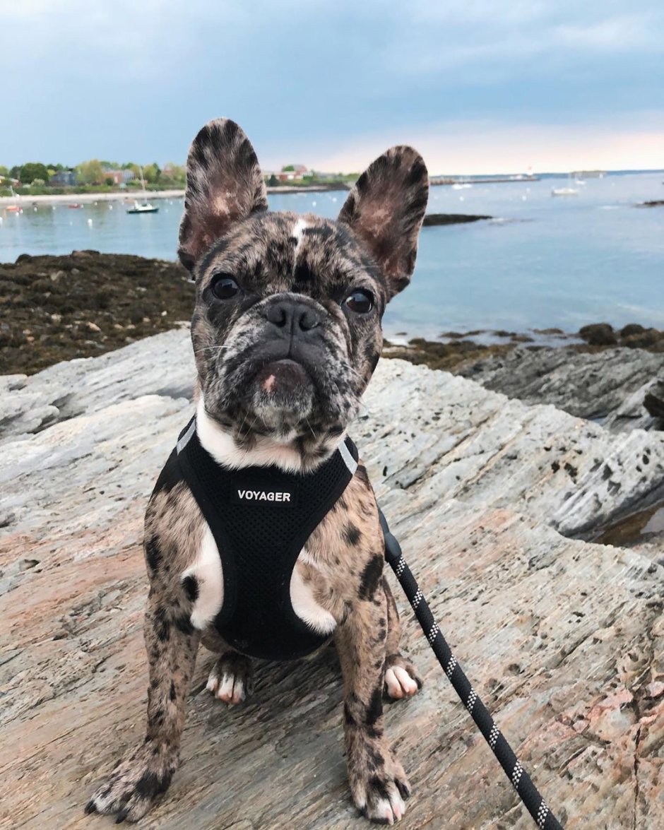 Волосатый французский бульдог