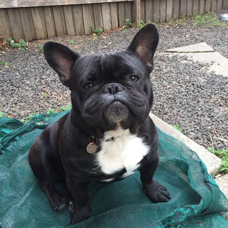 Длинношерстные французские бульдоги порода